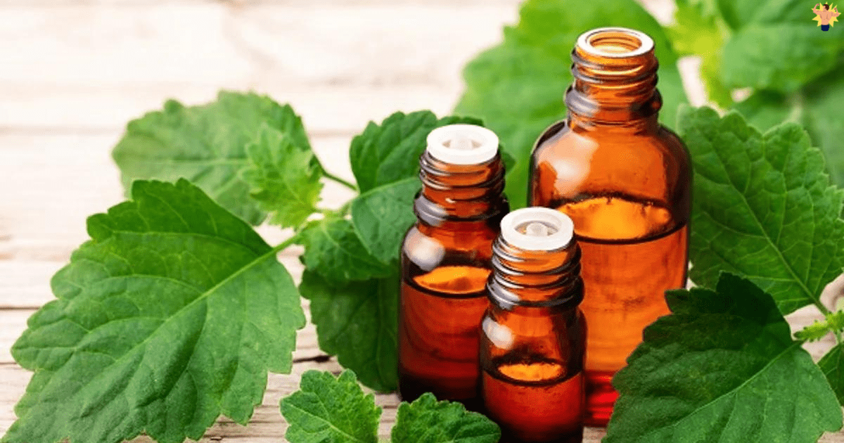 Essential Oils for Anxiety and Stress